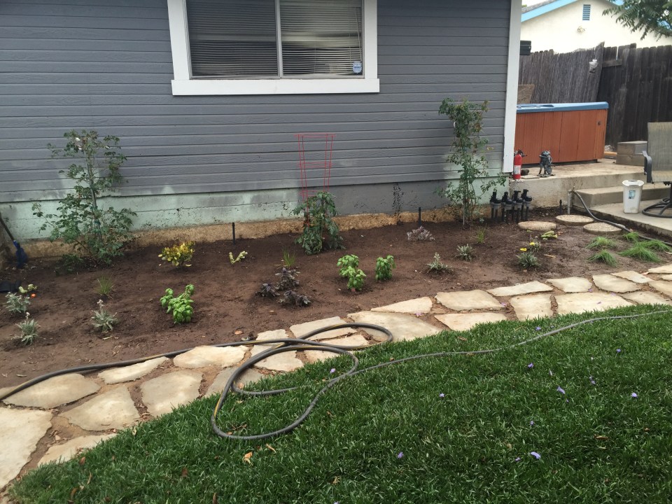 Vegetable Garden with tomatoes, basil, chives, peppers, strawberries, cilantro, limes, avocado... this paint job was fixed after the ceiling was stained.