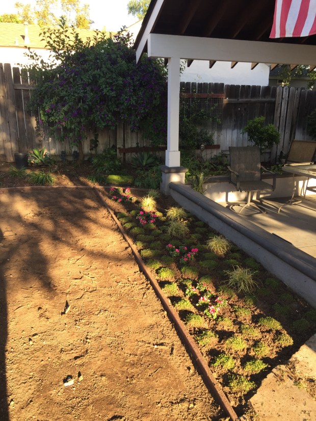 New flower beds filled with mossy ground cover that enjoys the shade. My dad's vision is to have all of the moss fill in and spill over the bender board into the grass. 