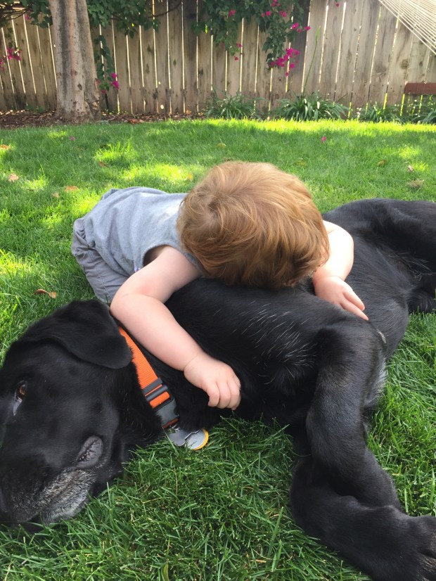 We all love laying in the new grass!