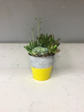 How cute is this little succulent pot from Home Depot?
